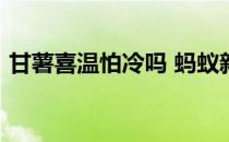 甘薯喜温怕冷吗 蚂蚁新村甘薯4.12答案最新