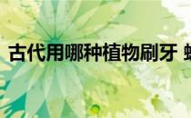 古代用哪种植物刷牙 蚂蚁庄园古代刷牙4.11