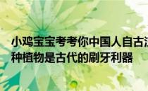 小鸡宝宝考考你中国人自古注重牙齿保健，猜一猜：以下哪种植物是古代的刷牙利器