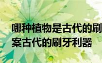 哪种植物是古代的刷牙利器 蚂蚁庄园今日答案古代的刷牙利器