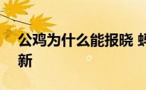 公鸡为什么能报晓 蚂蚁庄园10月9日答案最新