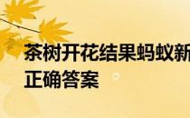 茶树开花结果蚂蚁新村 新村小课堂4月11日正确答案