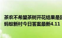 茶农不希望茶树开花结果是因为对茶叶品质不利还是不美观 蚂蚁新村今日答案最新4.11