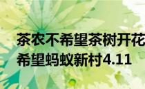 茶农不希望茶树开花结果是为什么 茶农并不希望蚂蚁新村4.11