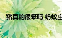 猪真的很笨吗 蚂蚁庄园8月12日答案最新