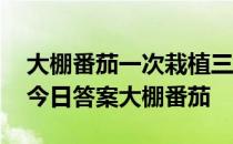 大棚番茄一次栽植三次收获是通过 蚂蚁新村今日答案大棚番茄