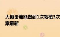 大棚番茄能做到1次栽植3次收获是通过 蚂蚁新村5月4日答案最新