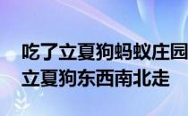 吃了立夏狗蚂蚁庄园 蚂蚁新村今日答案吃了立夏狗东西南北走