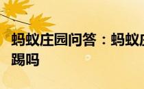 蚂蚁庄园问答：蚂蚁庄园排球比赛中可以用脚踢吗