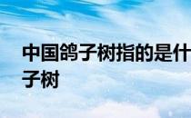 中国鸽子树指的是什么 蚂蚁新村今日答案鸽子树