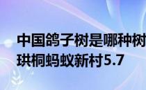 中国鸽子树是哪种树 鸽子树指的是桫椤还是珙桐蚂蚁新村5.7