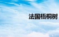 法国梧桐树 法国梧桐树