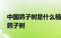 中国鸽子树是什么植物 哪种植物被称为中国鸽子树