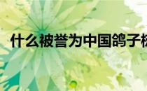 什么被誉为中国鸽子树 蚂蚁新村鸽子树5.7