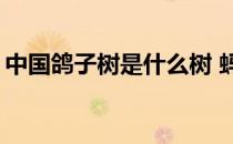 中国鸽子树是什么树 蚂蚁新村中国鸽子树5.7