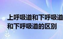 上呼吸道和下呼吸道感染的消炎药 上呼吸道和下呼吸道的区别