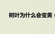 树叶为什么会变黄（树叶会变黄原因 ）