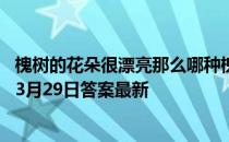 槐树的花朵很漂亮那么哪种槐树的花朵是可以吃的 蚂蚁庄园3月29日答案最新