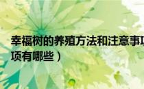 幸福树的养殖方法和注意事项（幸福树的养殖方法和注意事项有哪些）