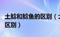 土鲶和鲶鱼的区别（大口鲶鱼和土鲶鱼有什么区别）