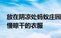 放在阴凉处蚂蚁庄园 蚂蚁庄园放在阴凉处慢慢晾干的衣服