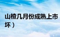 山楂几月份成熟上市（山楂怎么保存时间长不坏）