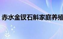 赤水金钗石斛家庭养殖方法（赤水金钗石斛）