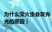 为什么莹火虫会发光（萤火虫屁股为什么会发光的原因）