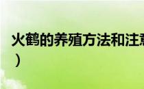 火鹤的养殖方法和注意事项（火鹤的养殖方法）