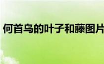 何首乌的叶子和藤图片（何首乌的食用方法）