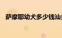 萨摩耶幼犬多少钱汕头 萨摩耶幼犬多少钱