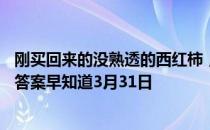 刚买回来的没熟透的西红柿，怎么储存比较好 蚂蚁庄园今日答案早知道3月31日