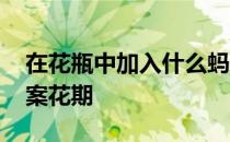 在花瓶中加入什么蚂蚁庄园 蚂蚁庄园今日答案花期