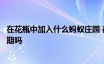 在花瓶中加入什么蚂蚁庄园 在花瓶中加入少量糖可以延长花期吗