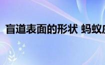 盲道表面的形状 蚂蚁庄园5月14日答案最新