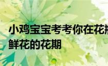 小鸡宝宝考考你在花瓶中加入什么，可以延长鲜花的花期