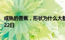 成熟的香蕉，形状为什么大都是弯的 蚂蚁庄园今日答案11月22日