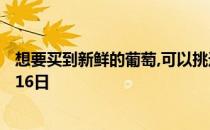 想要买到新鲜的葡萄,可以挑选 蚂蚁庄园今日答案早知道5月16日