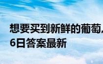 想要买到新鲜的葡萄,可以挑选 蚂蚁庄园5月16日答案最新