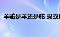 羊驼是羊还是驼 蚂蚁庄园今日答案11月6日