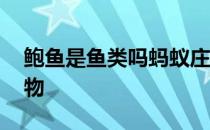 鲍鱼是鱼类吗蚂蚁庄园 鲍鱼属于什么类型动物