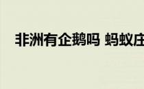 非洲有企鹅吗 蚂蚁庄园今日答案11月2日