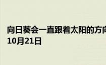 向日葵会一直跟着太阳的方向转来转去吗 蚂蚁庄园今日答案10月21日