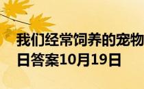 我们经常饲养的宠物龙猫是猫吗 蚂蚁庄园今日答案10月19日