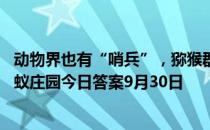 动物界也有“哨兵”，猕猴群休息时，一般由谁“站岗” 蚂蚁庄园今日答案9月30日