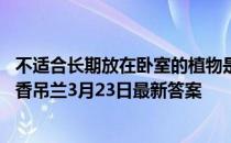 不适合长期放在卧室的植物是夜来香还是吊兰 蚂蚁庄园夜来香吊兰3月23日最新答案