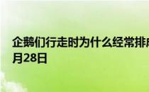 企鹅们行走时为什么经常排成一列纵队 蚂蚁庄园今日答案9月28日