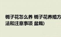 栀子花怎么养 栀子花养殖方法和注意事项(栀子花的养殖方法和注意事项 盆栽)