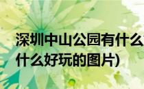 深圳中山公园有什么好玩的(深圳中山公园有什么好玩的图片)