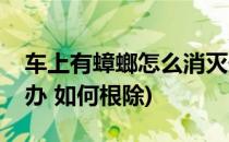 车上有蟑螂怎么消灭最彻底(车上有蟑螂怎么办 如何根除)